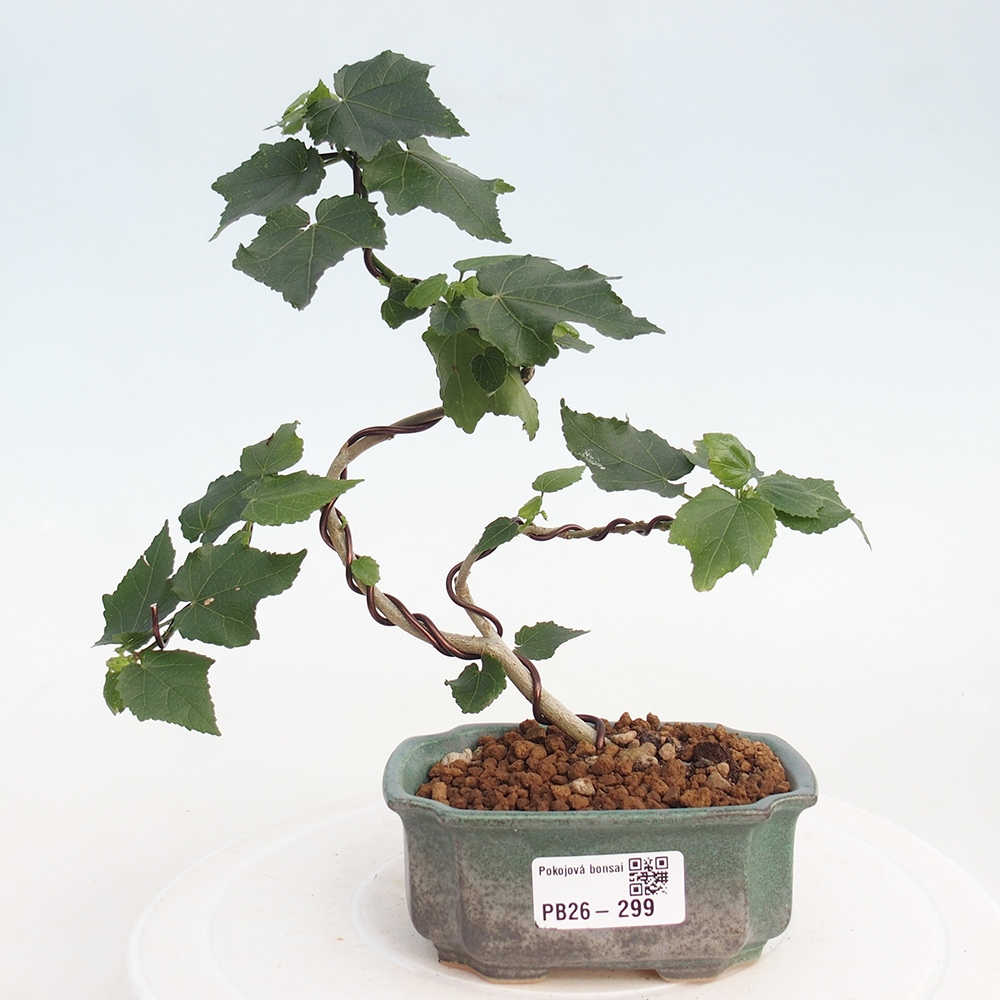 Bonsai domowe - Malvaviscus arboreus