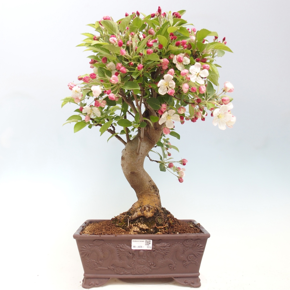 Outdoor bonsai - Malus halliana - Jabłoń drobnoowocowa