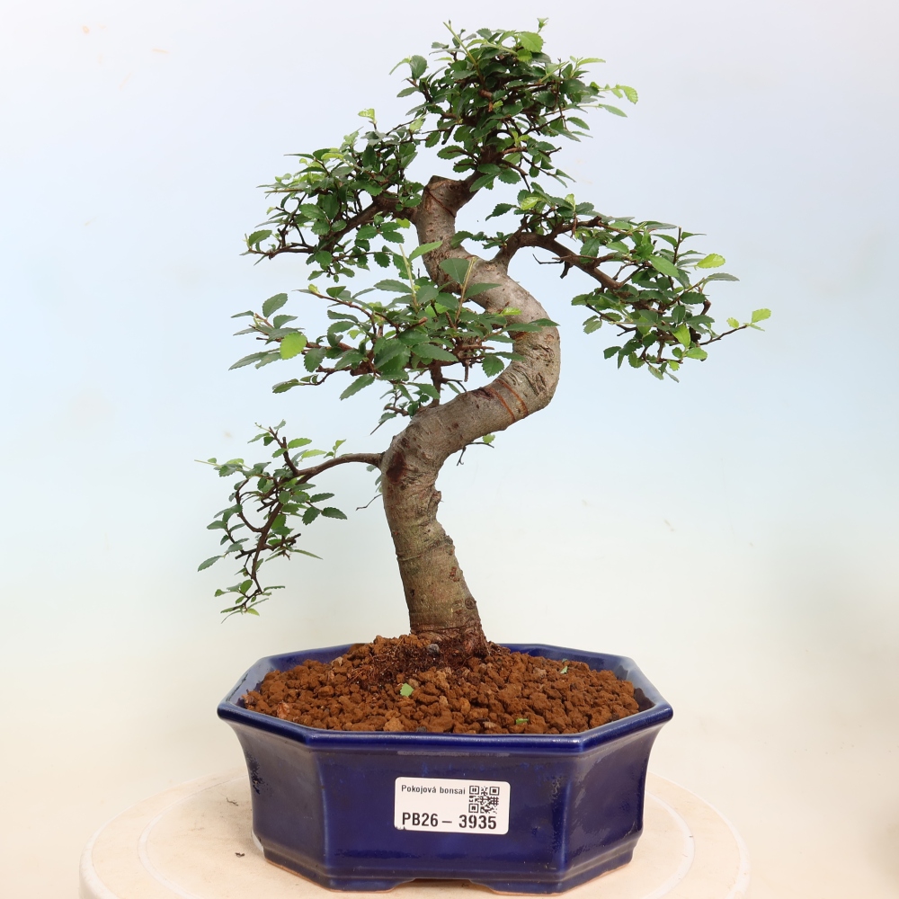 Pokój bonsai - Ulmus parvifolia - Wiąz drobnolistny