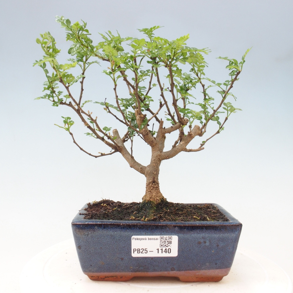 Kryty bonsai - Zantoxylum piperitum - Mięta pieprzowa