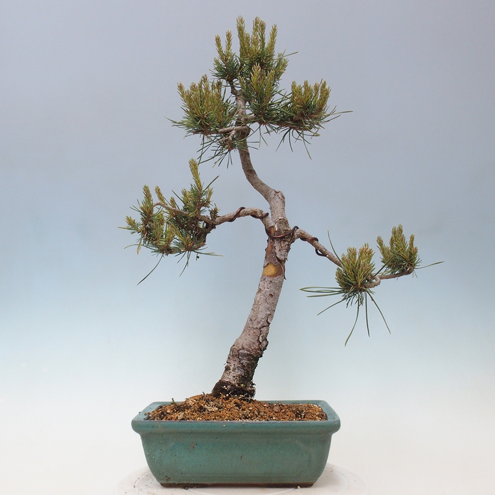 Outdoor bonsai - Pinus Sylvestris - sosna zwyczajna