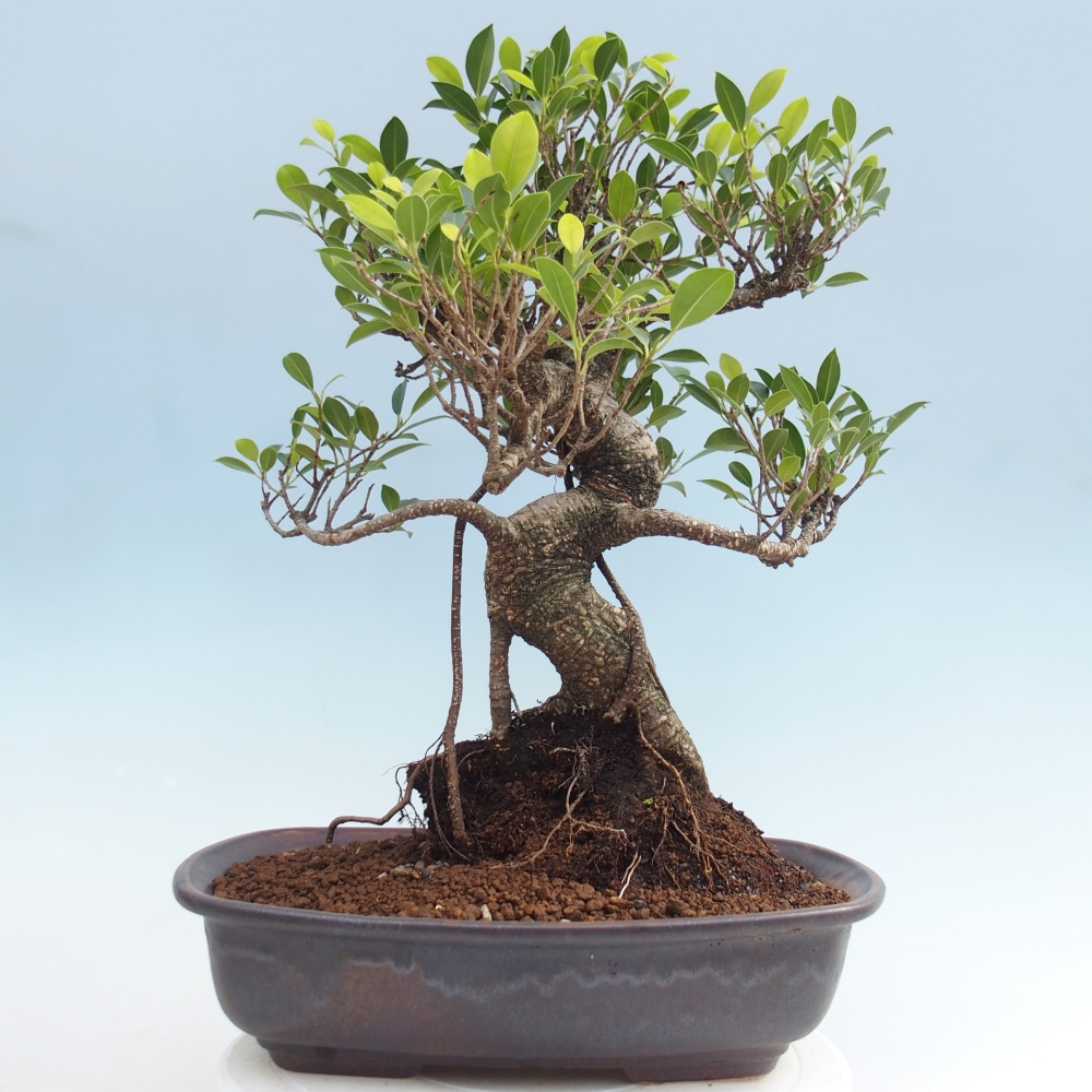 Pokój bonsai - Ficus kimmen - figowiec drobnolistny