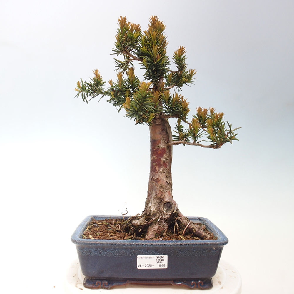 Bonsai na zewnątrz - Taxus cuspidata - cis japoński