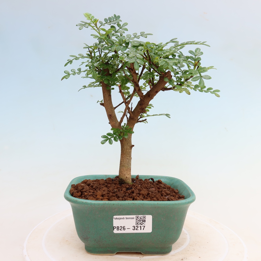Pokój bonsai - Zantoxylum piperitum - drzewo pieprzowe
