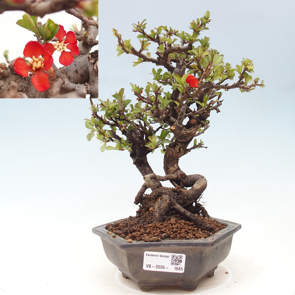 Bonsai zewnętrzne - Chaneomeles speciosa - Pigwa