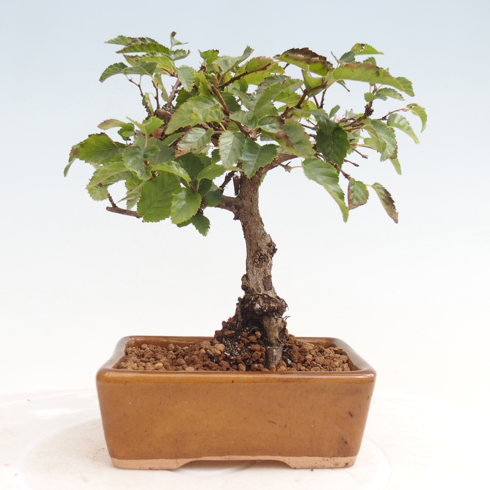 Na zewnątrz bonsai-Karpiny KARPINOWE - Koreański Grab
