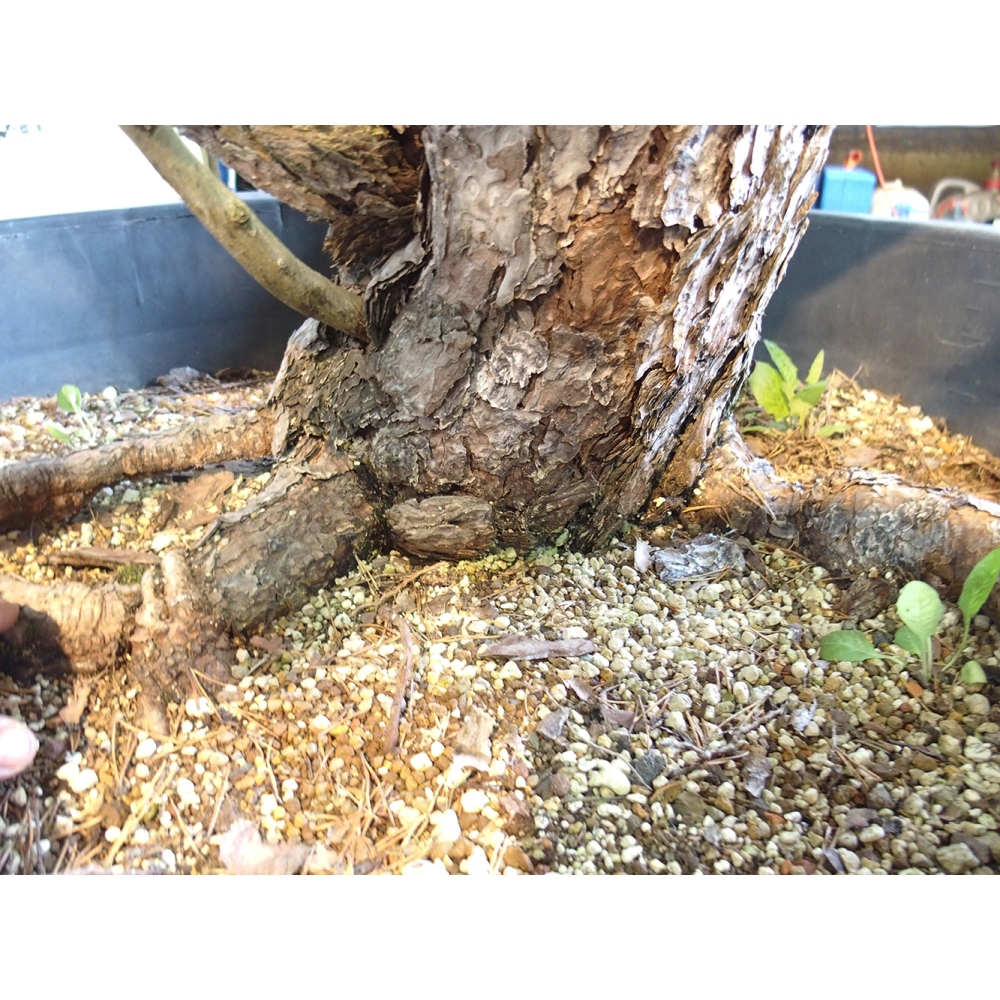 Yamadori - Pinus sylvestris Hiszpania