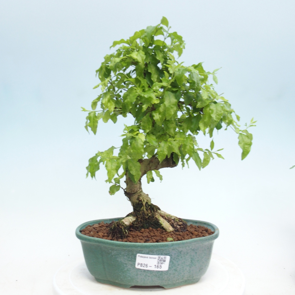 Pokój bonsai - Ligustrum retusa - dziób ptaka drobnolistnego