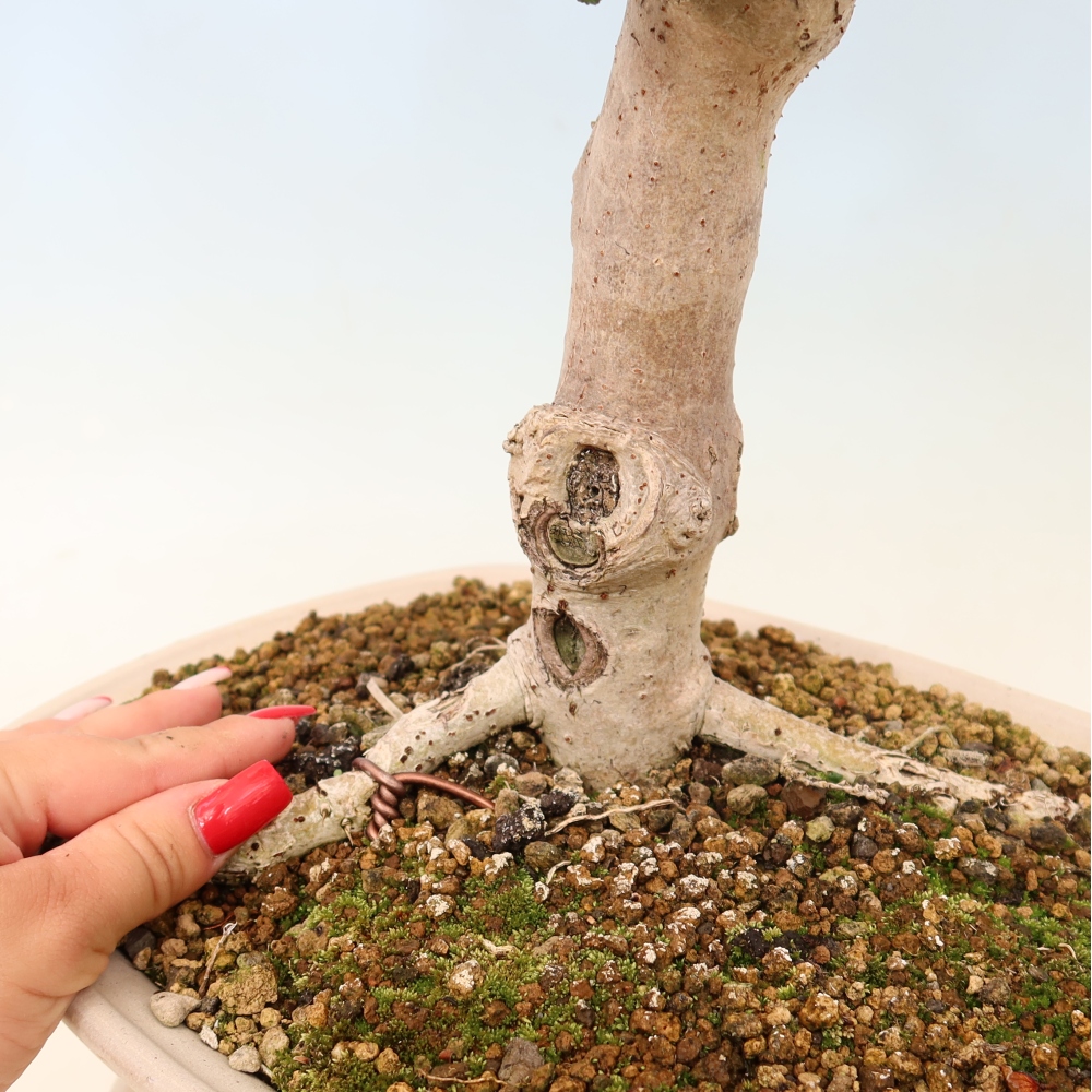 Bonsai domowe - Hibiscus tiliaceus - Hibiskus morski