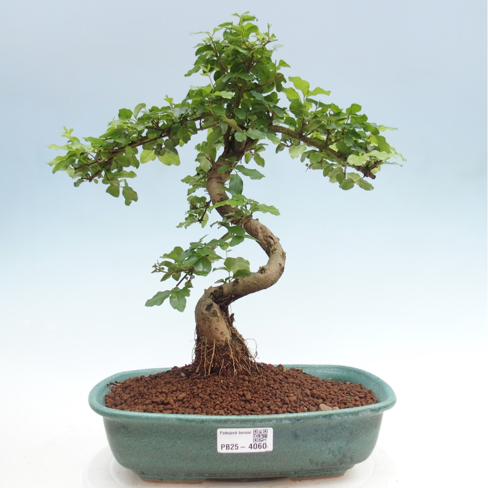 Pokój bonsai -Ligustrum chinensis - Ptasie oko