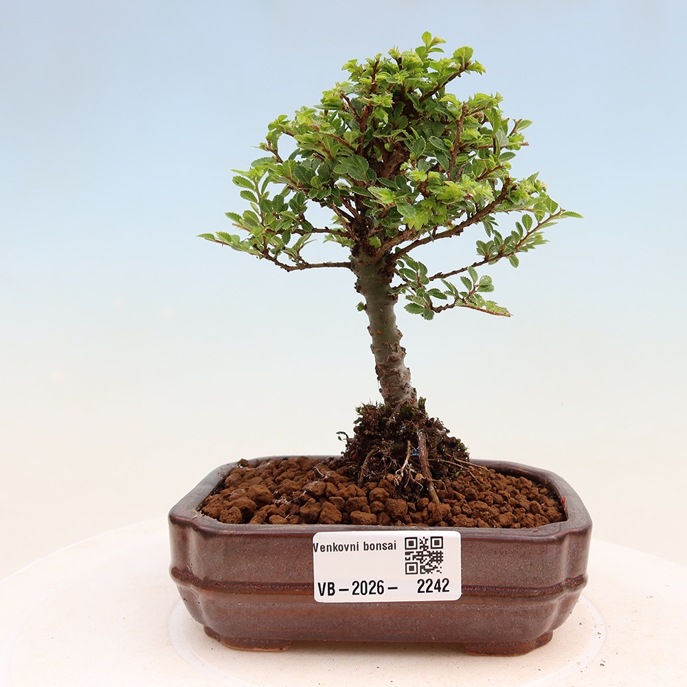 Bonsai zewnętrzne - Ulmus parvifolia Sagei - Wiąz drobnolistny