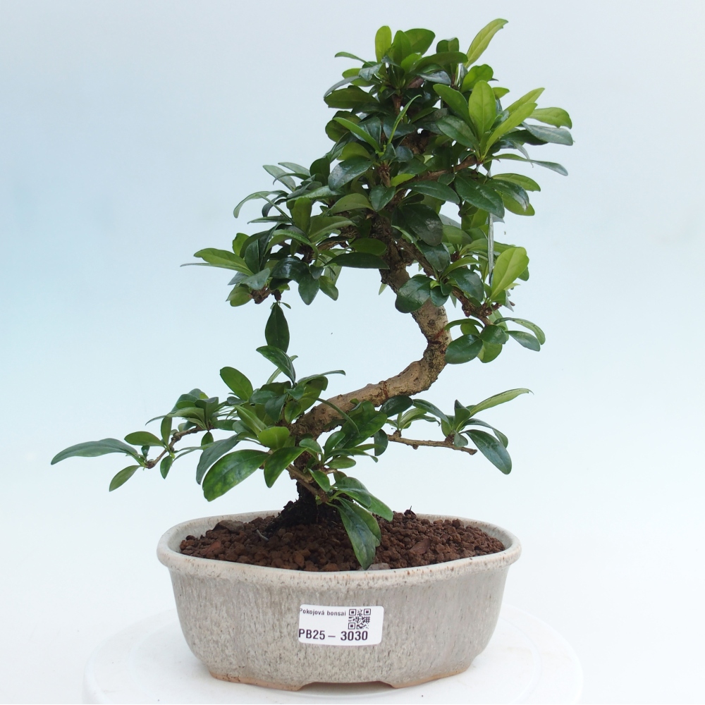 Pokój bonsai - Carmona macrophylla - Tea fuki