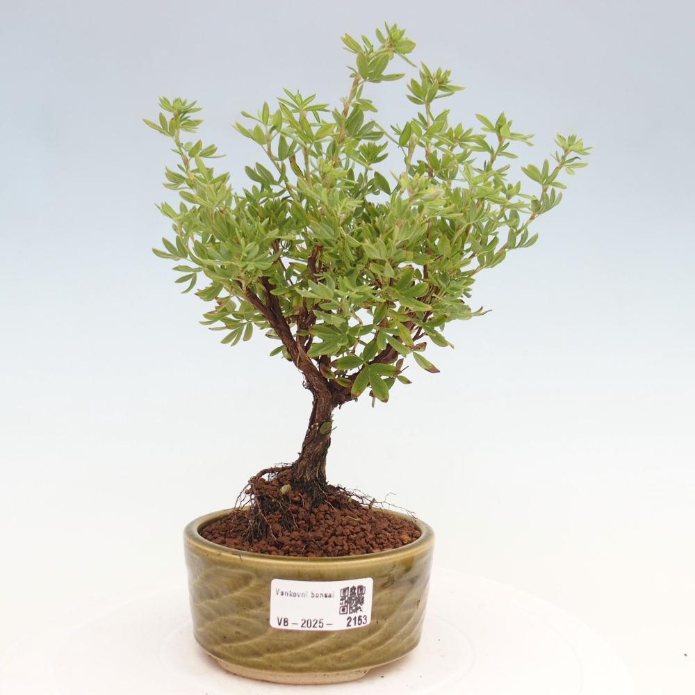 Outdoor bonsai-Pięciolistnik - Potentila fruticosa żółty Ptak