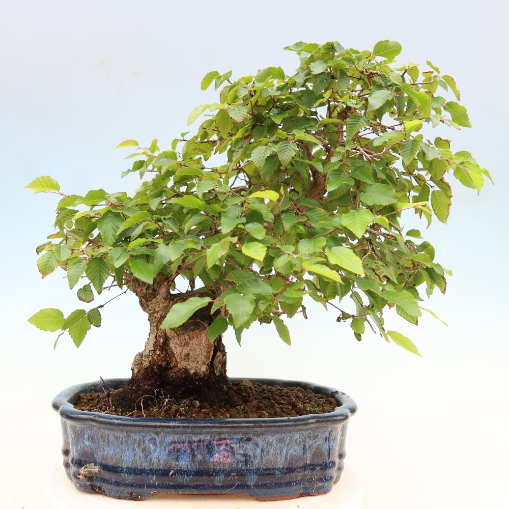 Outdoor bonsai - Carpinus coreana - grab koreański