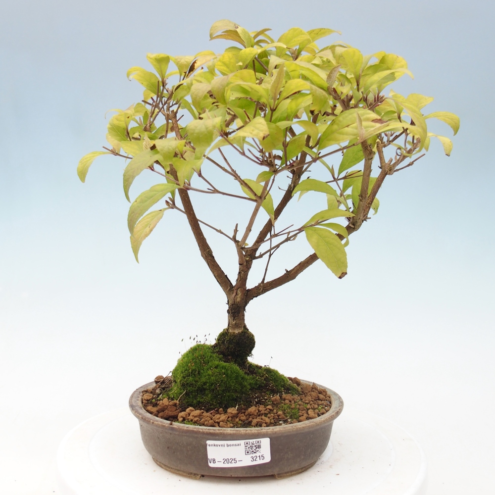 Outdoor bonsai - callicarpa jap Leucocarpa
