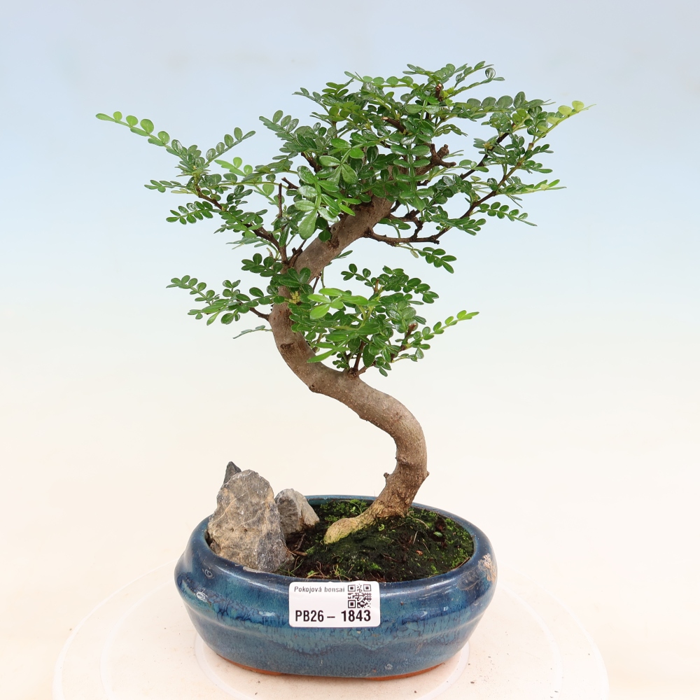 Pokój bonsai - Zantoxylum piperitum - drzewo pieprzowe