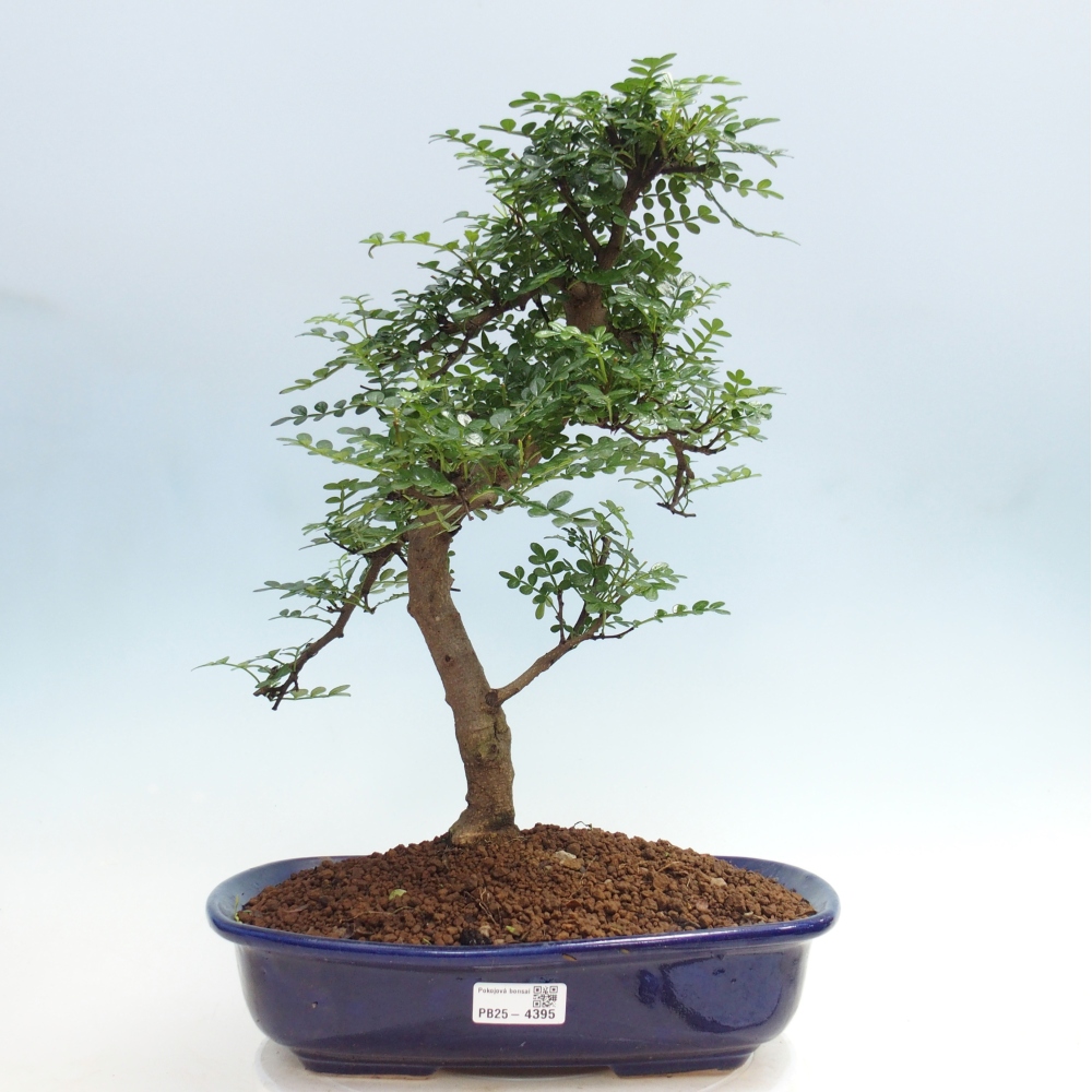 Pokój bonsai - Zantoxylum piperitum - drzewo pieprzowe