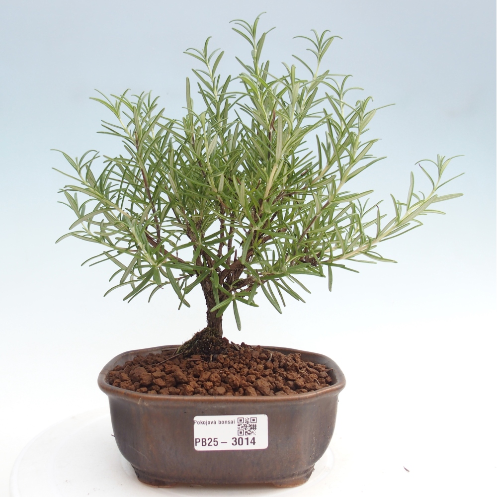 Kryte bonsai - Rozmaryn-Rosmarinus officinalis