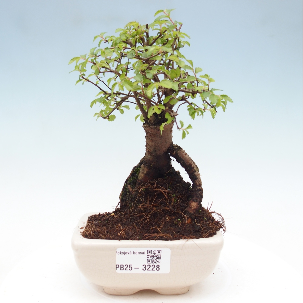 Pokój bonsai - Ulmus parvifolia - Wiąz drobnolistny