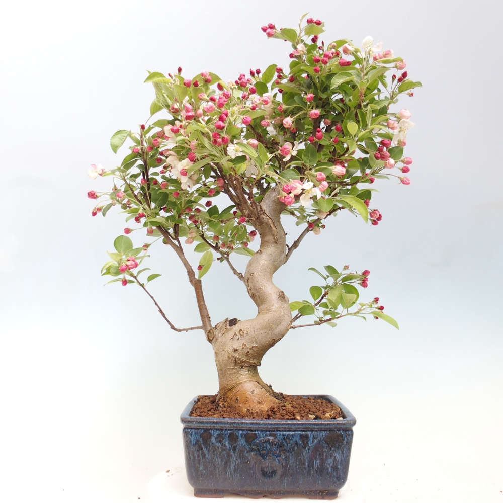 Outdoor bonsai - Malus halliana - Jabłoń drobnoowocowa