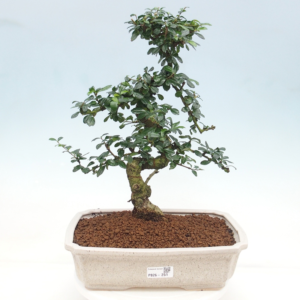 Bonsai pokojowe - Carmona macrophylla - Tea fuki