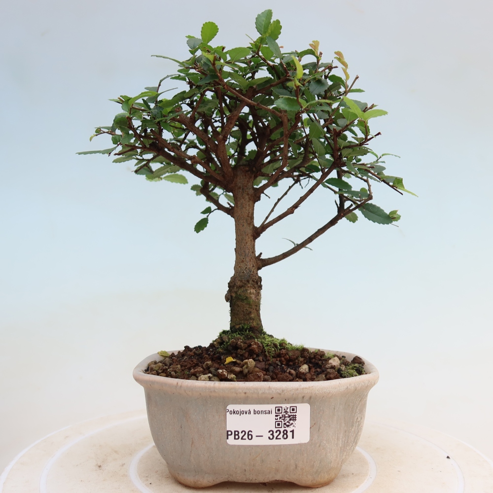 Pokój bonsai - Ulmus parvifolia - Wiąz drobnolistny