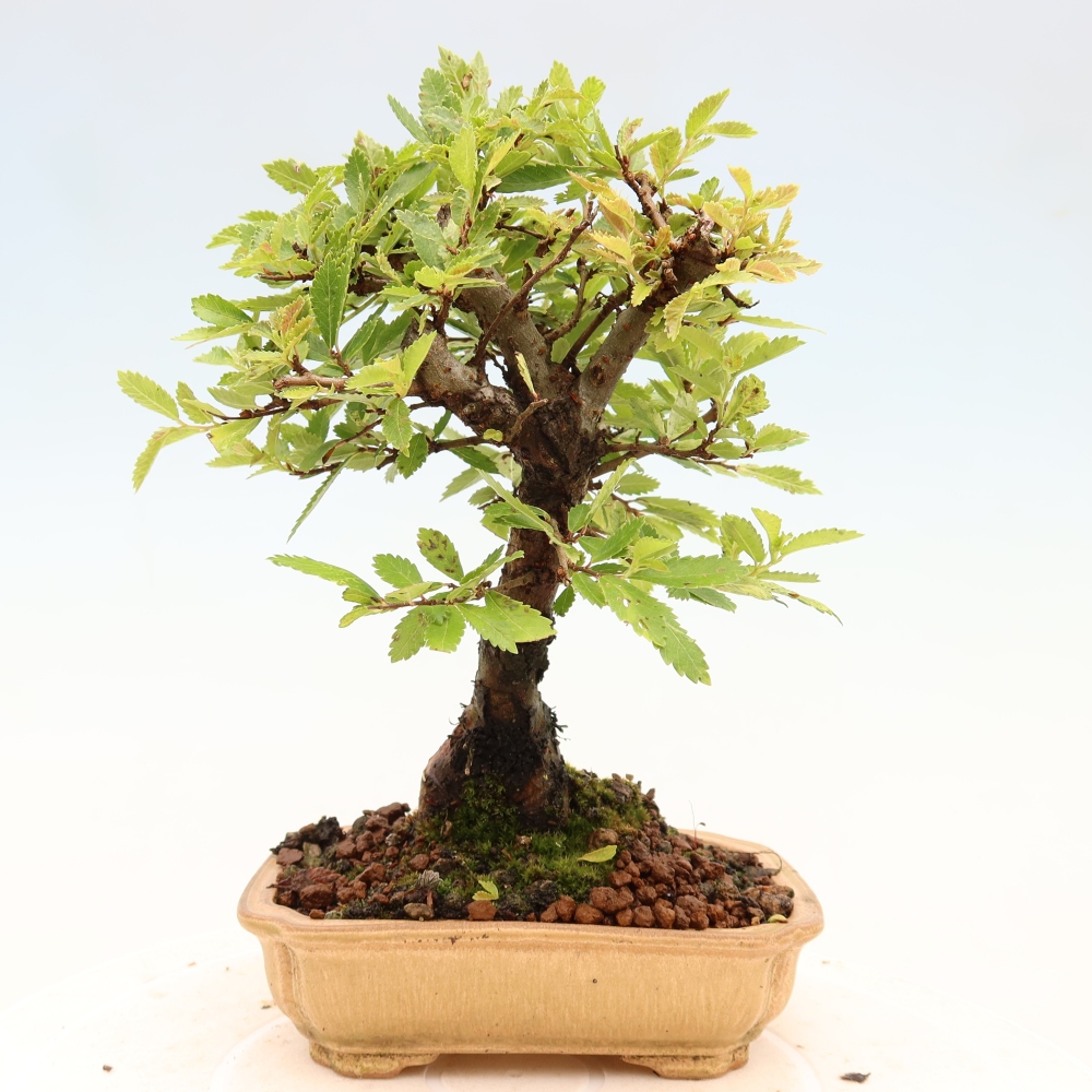 Bonsai zewnętrzne - Zelkova - Zelkova NIRE