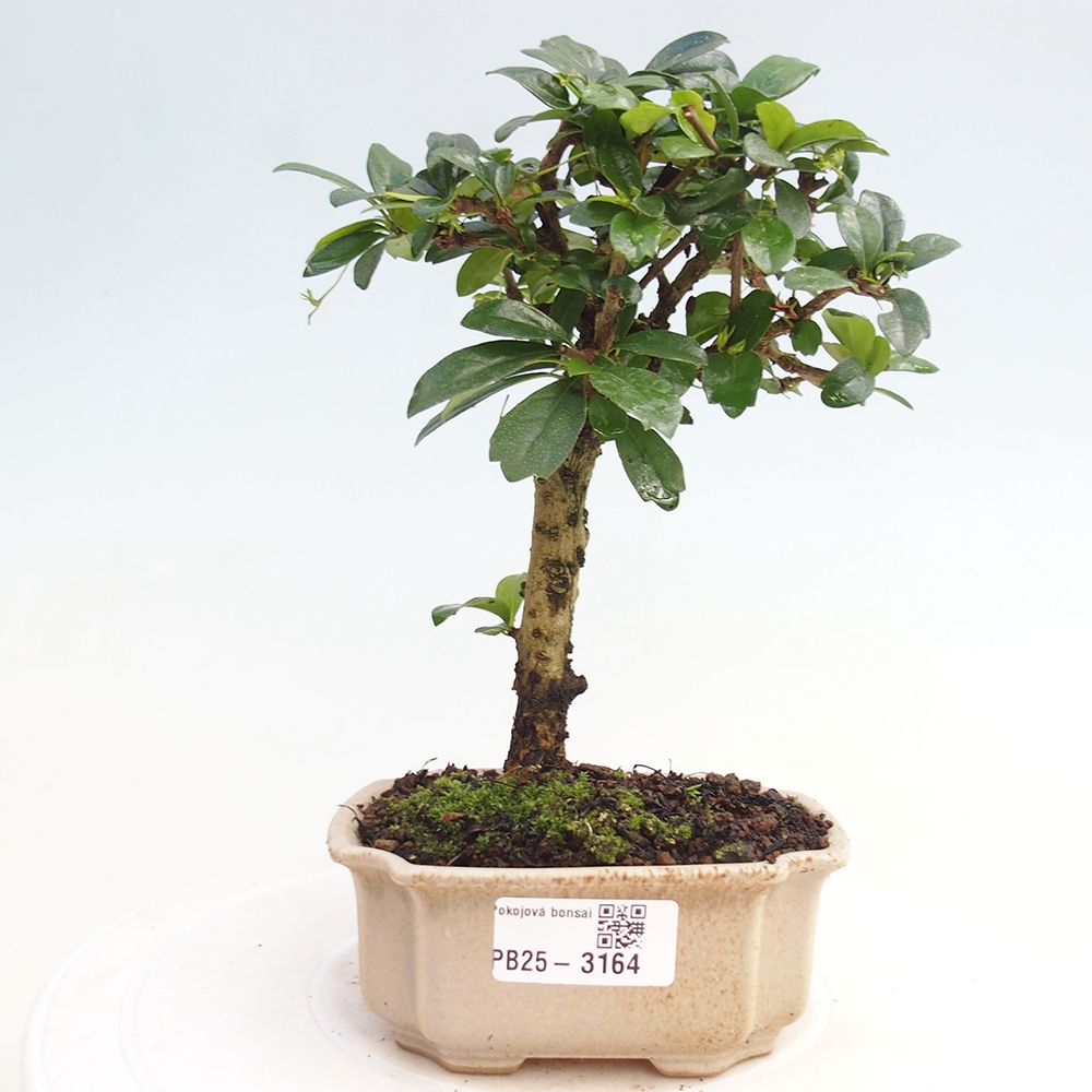 Bonsai wewnętrzne - Carmona makrophylla - Herbata Fuki