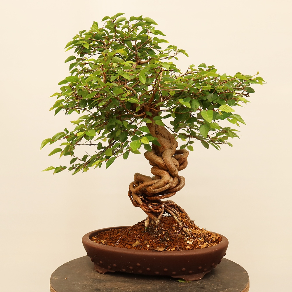 Bonsai plenerowe - Carpinus Coreana - grab koreański