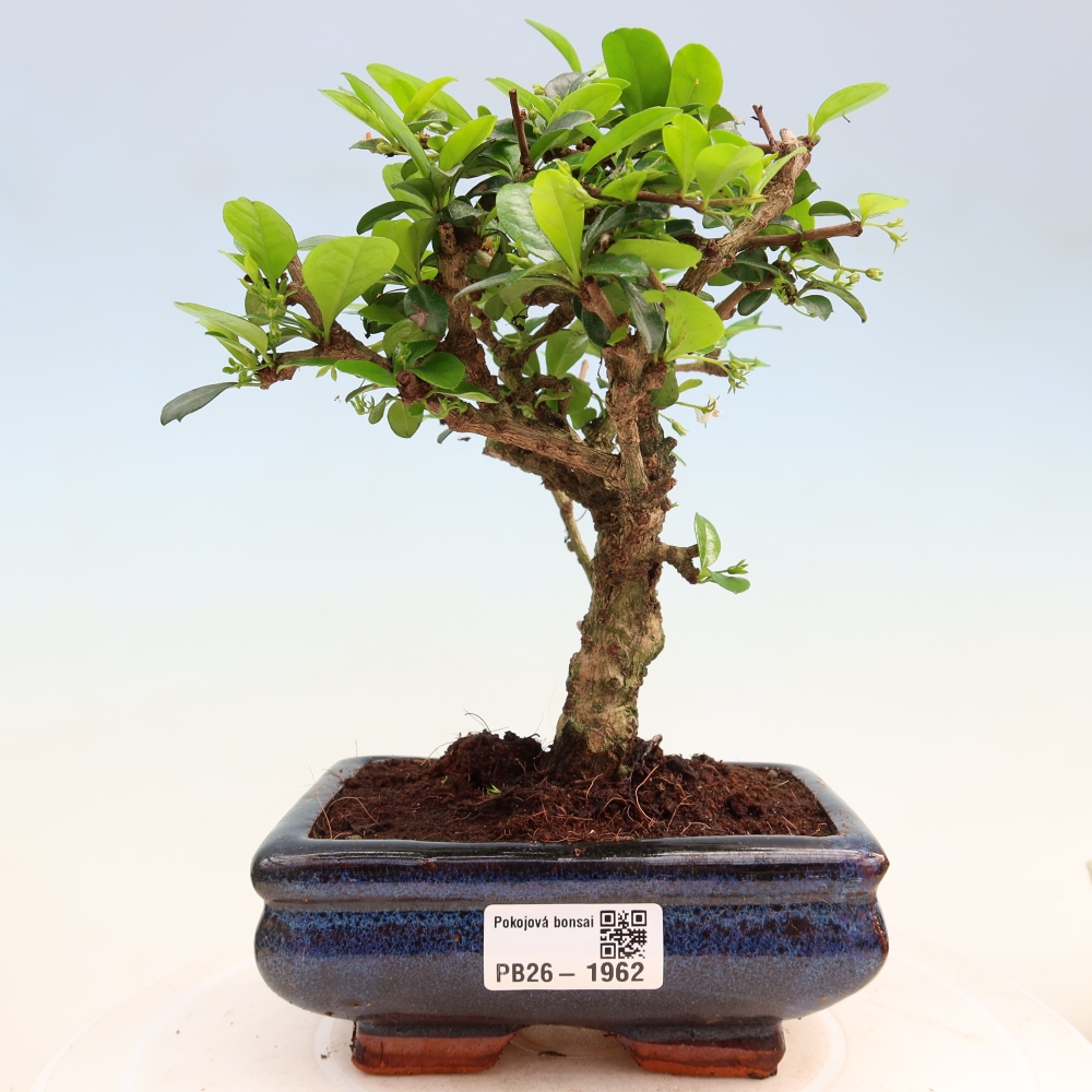 Bonsai pokojowe - Carmona macrophylla - Tea fuki