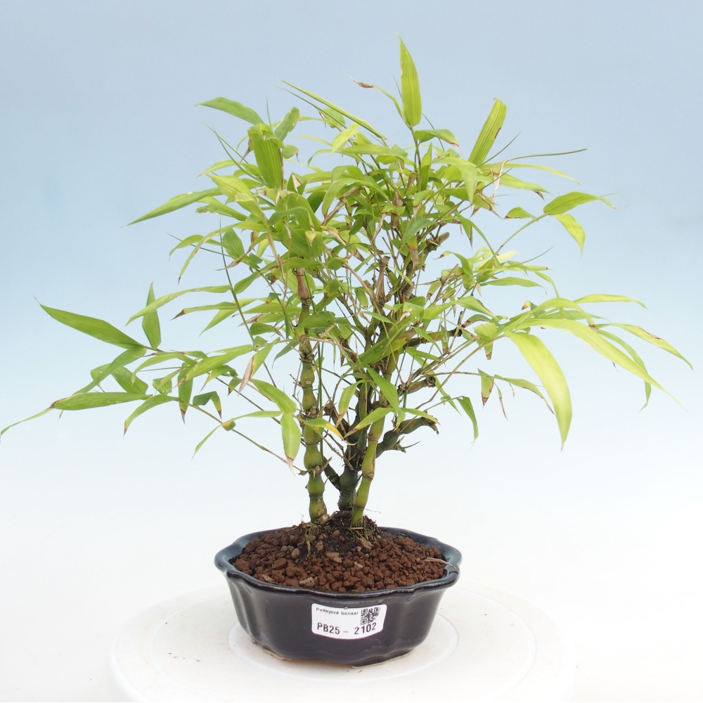 Bonsai wewnętrzne - Bambusowy Budda - Brzuch Bambusowego Buddy