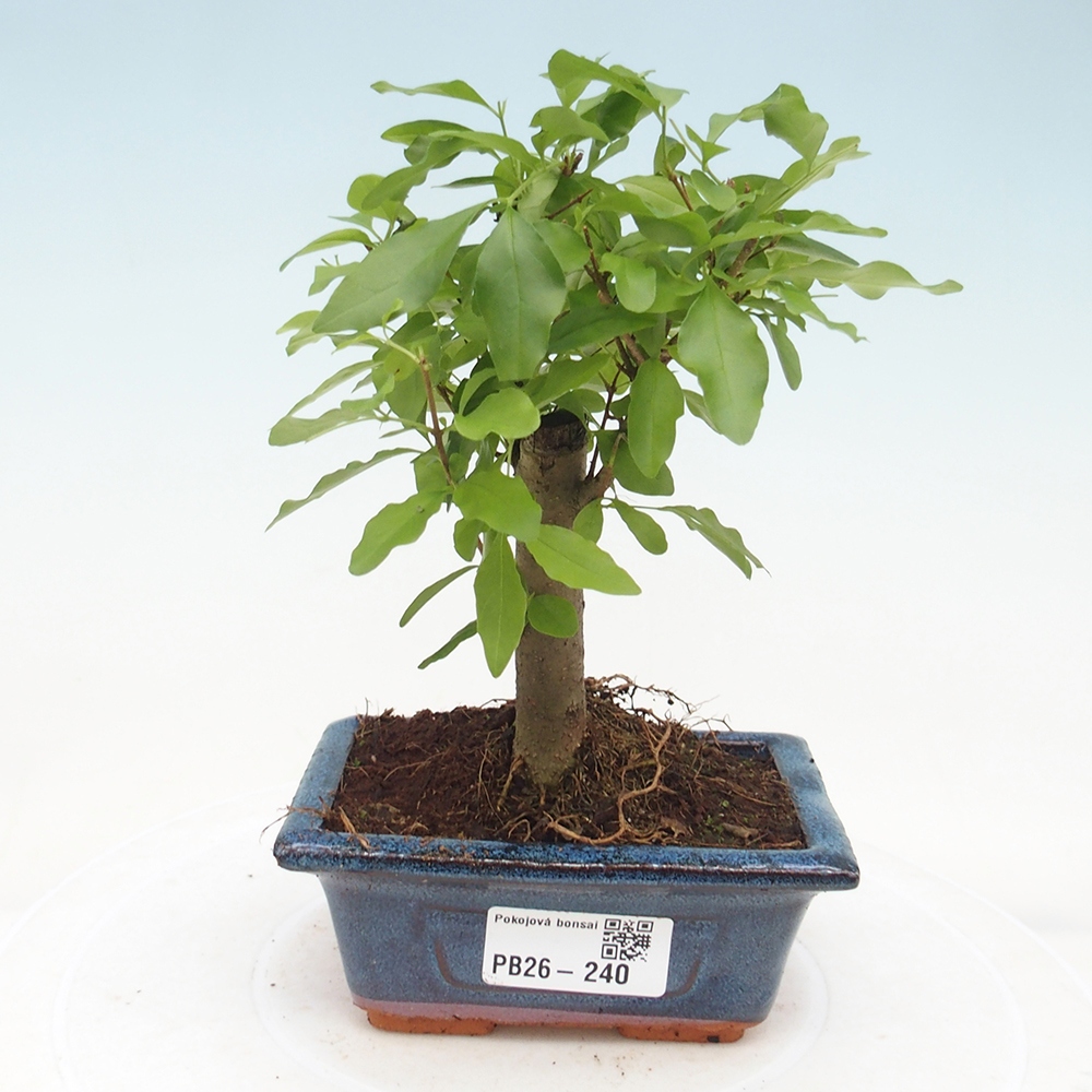 Pokój bonsai - Ligustrum chinensis - Dziób ptaka