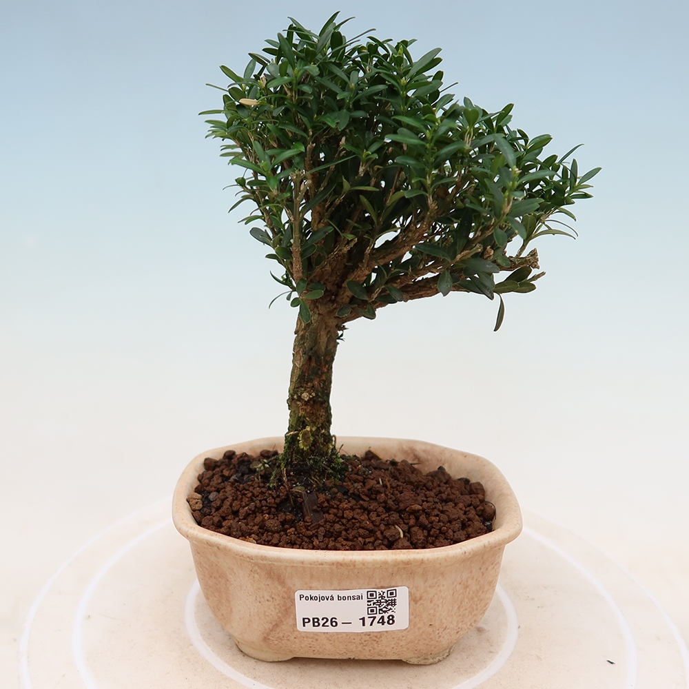 Pokój bonsai - Buxus harlandii - buxus korkowy