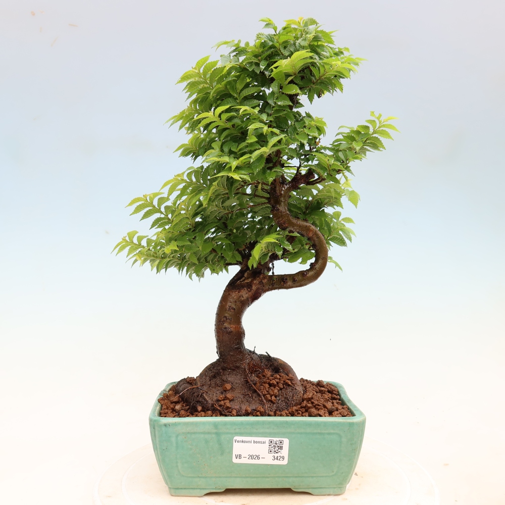 Bonsai ogrodowe – Ulmus Jacqueline Hillier – wiąz piękny