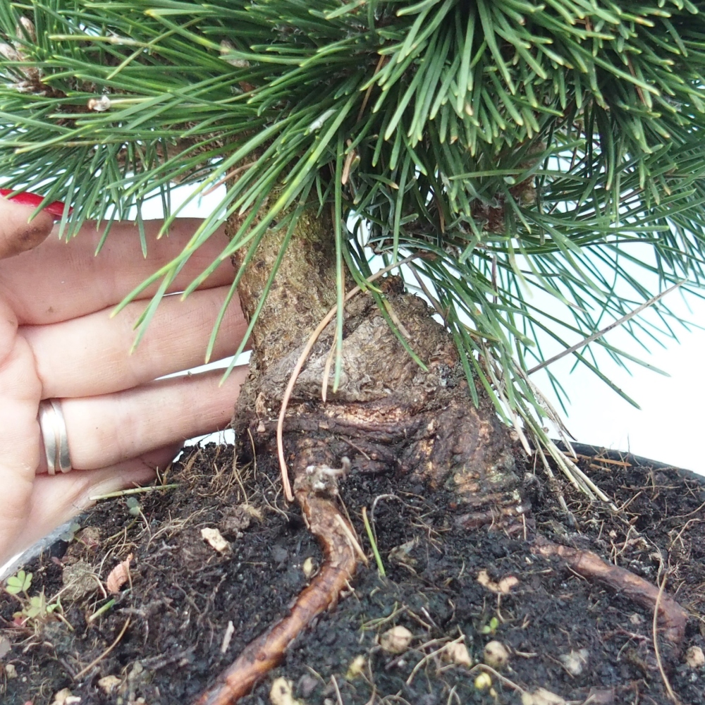 Outdoor bonsai - Pinus thunbergii senjyumaru - Sosna Thunberga