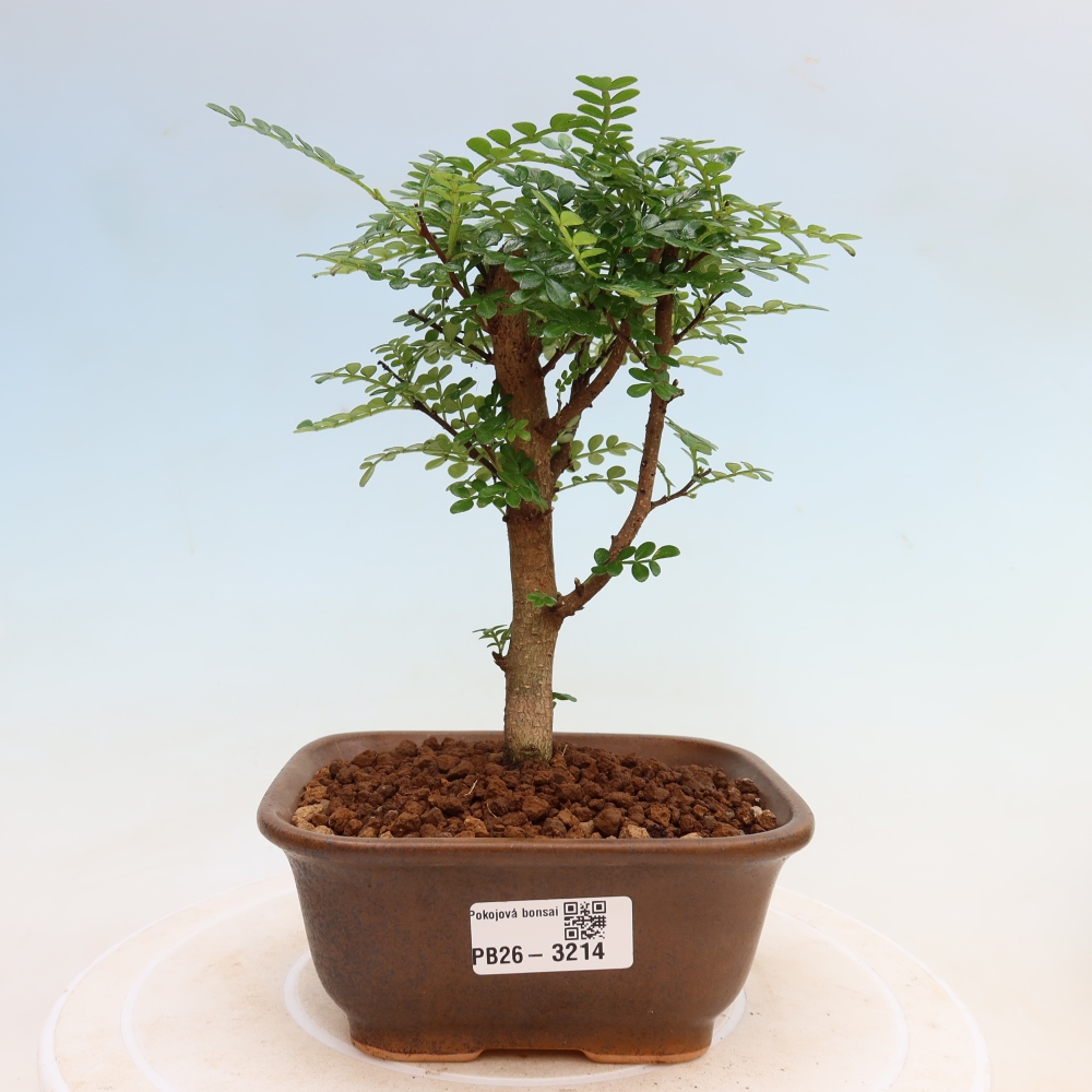 Pokój bonsai - Zantoxylum piperitum - drzewo pieprzowe