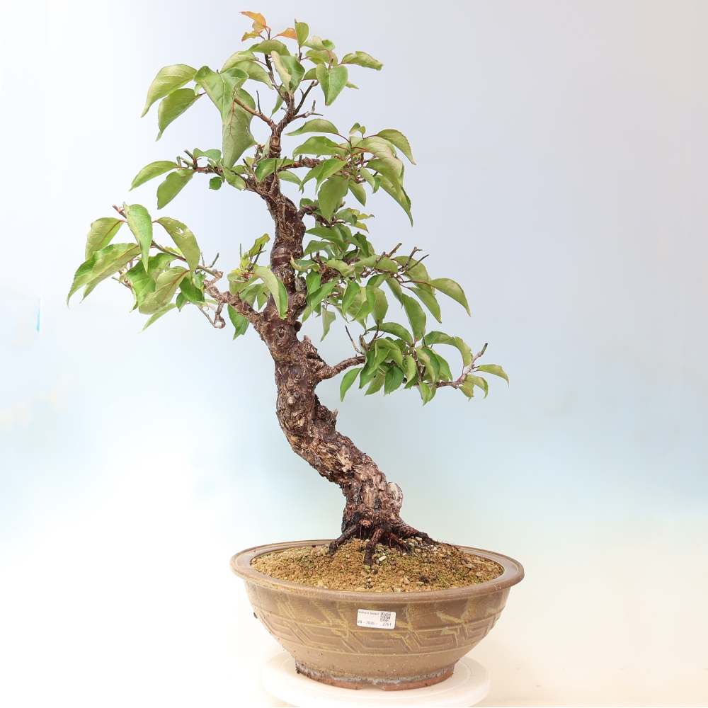Bonsai ogrodowe – japońska śliwka – Prunus Mume