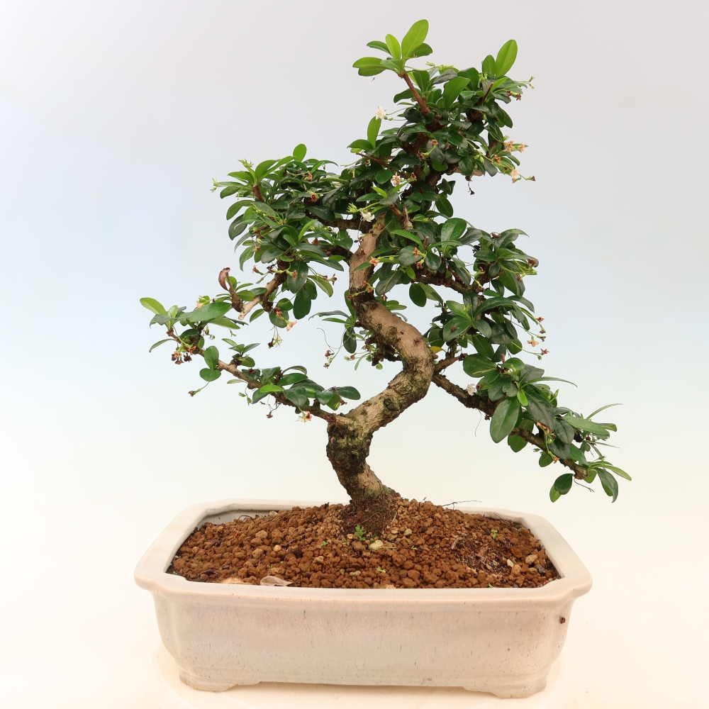 Bonsai pokojowe - Carmona macrophylla - Tea fuki