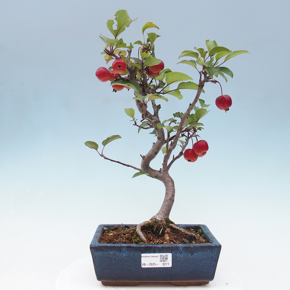 Bonsai plenerowe - Malus Halliana - Jabłoń drobnoowocowa