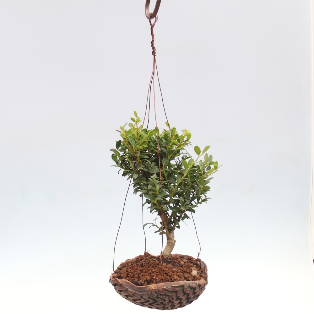 Kokedama z ceramiki - Ilex crenata - Holly