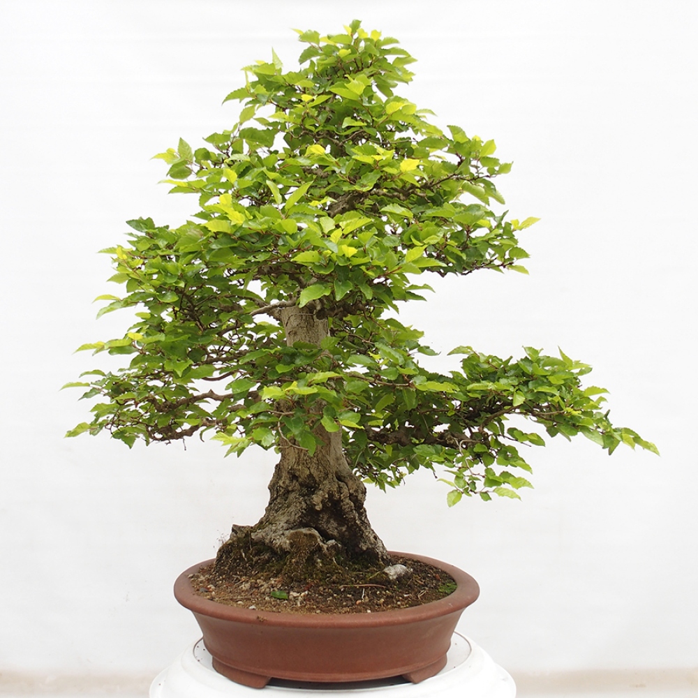 Bonsai zewnętrzne -Carpinus CARPINOIDES - grab koreański