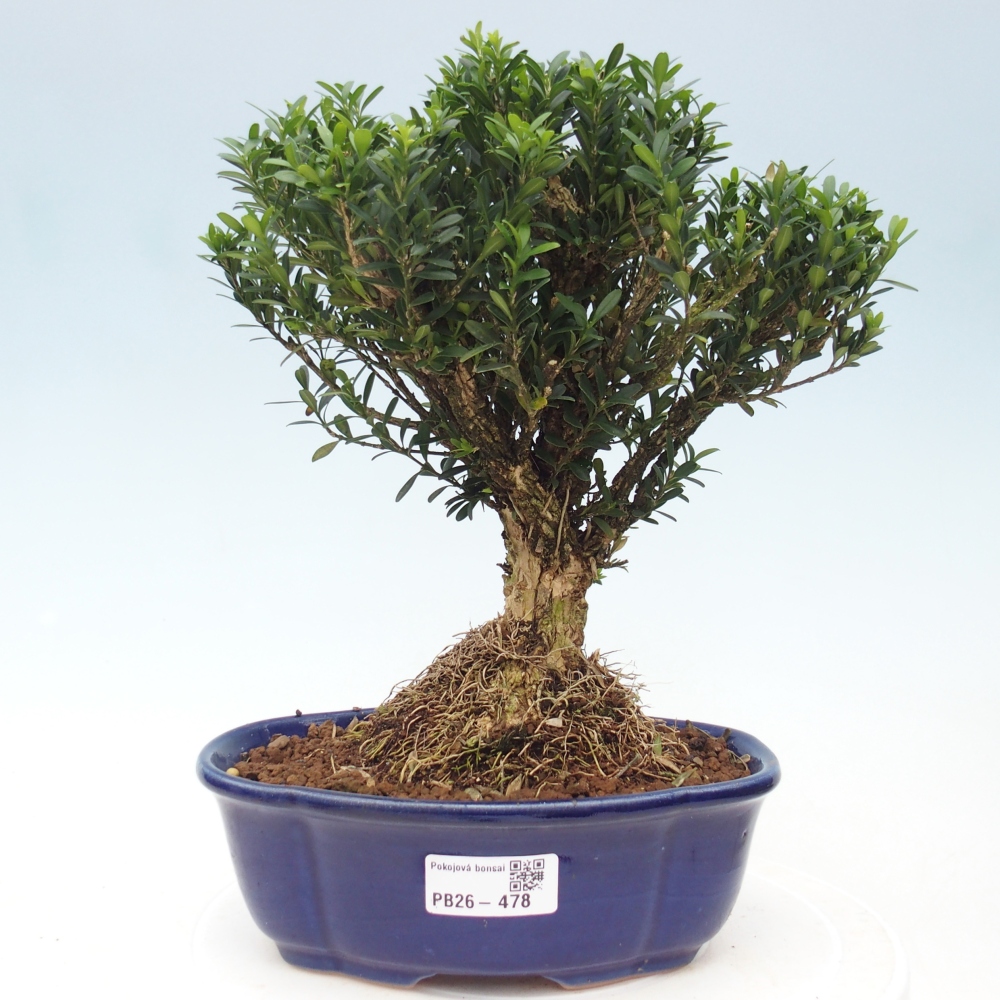 Pokój bonsai - Buxus harlandii - buxus korkowy