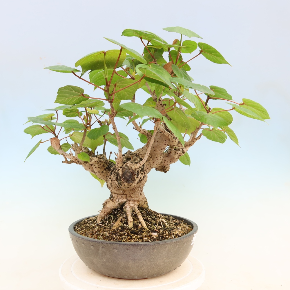 Bonsai domowe - Hibiscus tiliaceus - Hibiskus morski