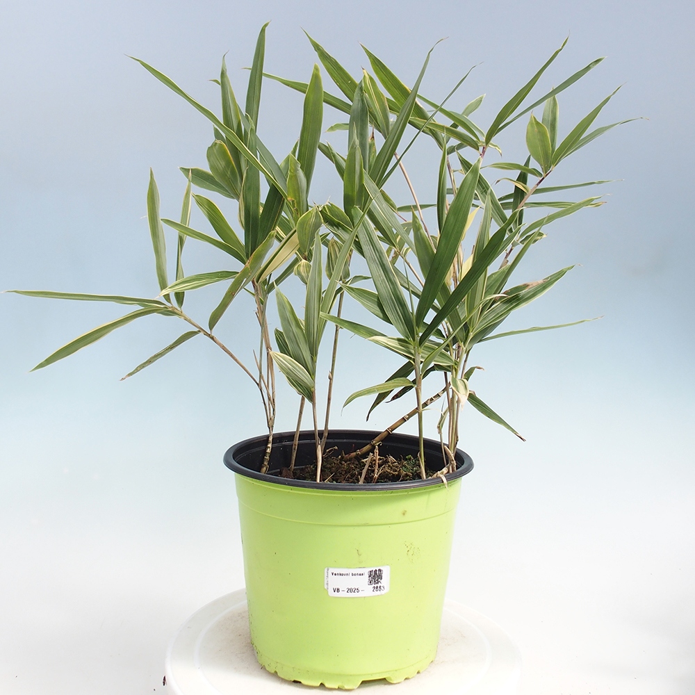 Bonsai zewnętrzne - Sasaella masamuneana Albostriata - Bambus