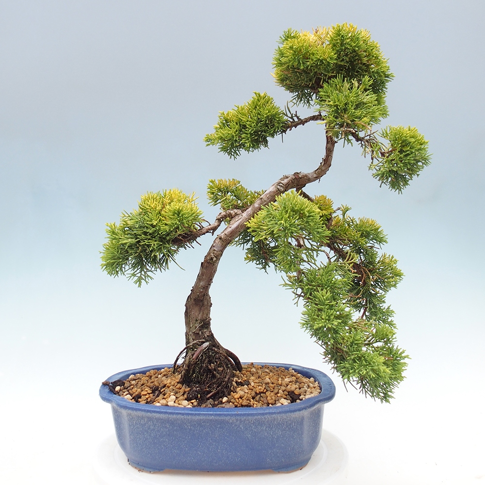Bonsai plenerowe - Juniperus chinensis plumosa aurea - chiński jałowiec złoty