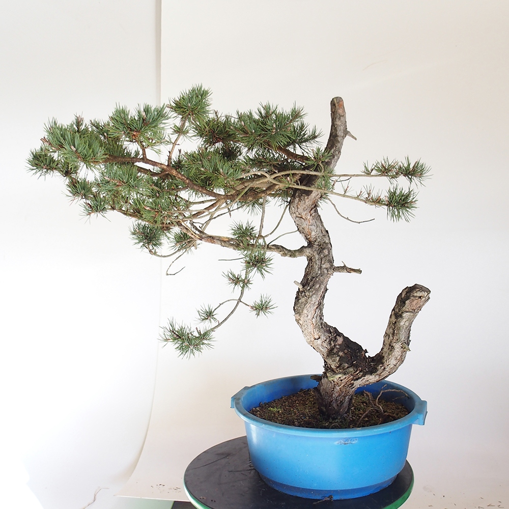 Yamadori - Pinus sylvestris Hiszpania