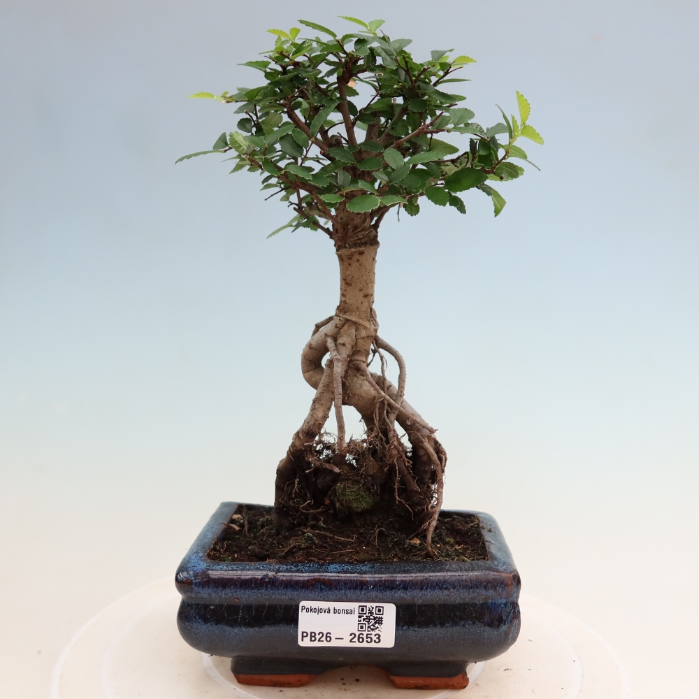 Pokój bonsai - Ulmus parvifolia - Wiąz drobnolistny