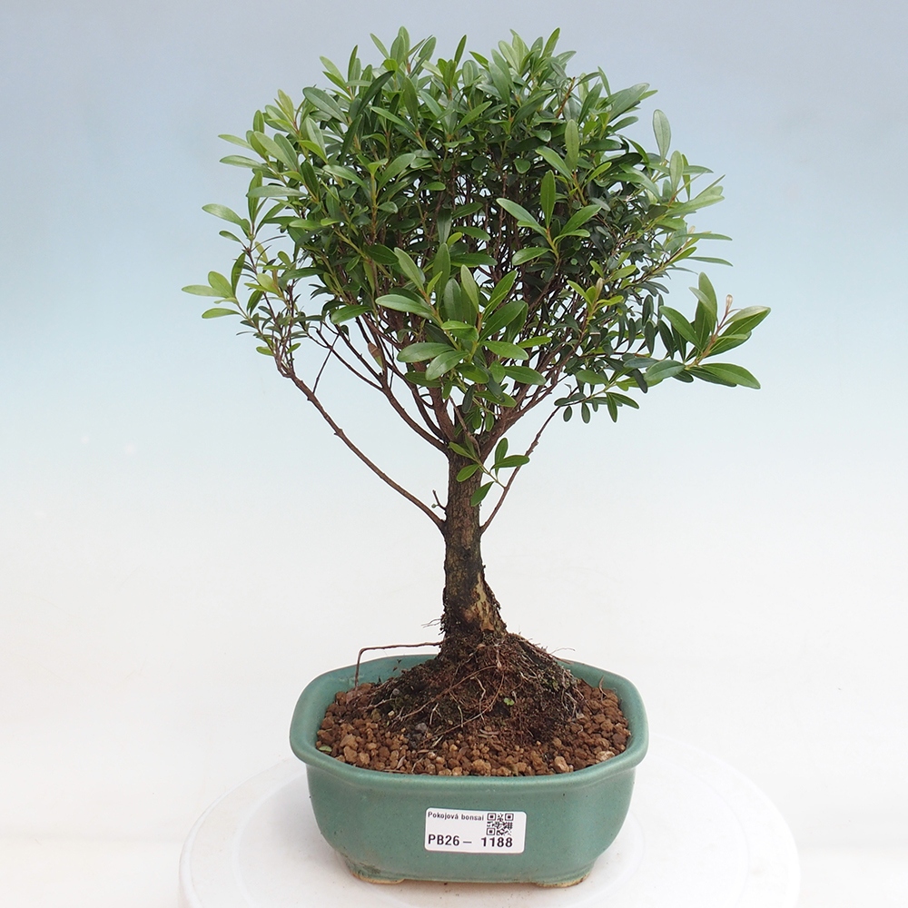Pokój bonsai - Syzygium - Pimento
