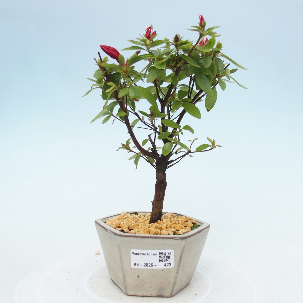 Outdoor bonsai - Azalia japońska - Azalea sp.