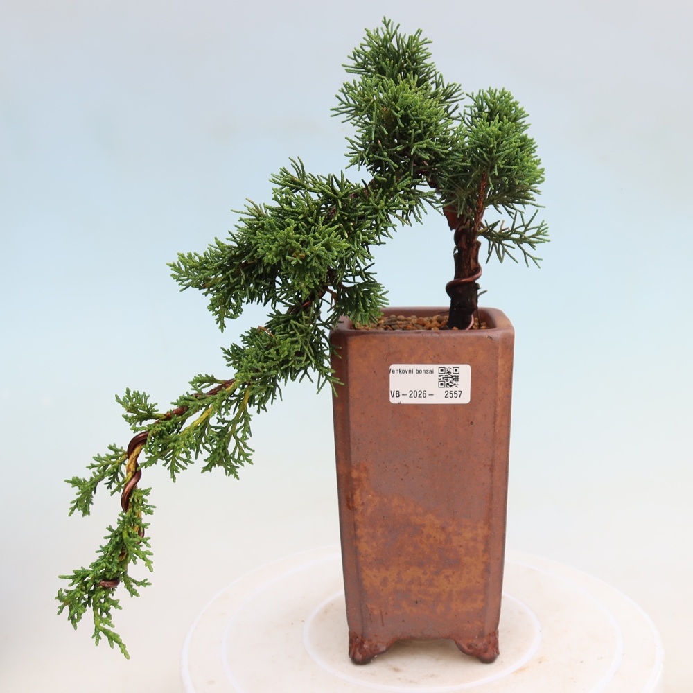 Outdoor bonsai - Juniperus chinensis Kishu